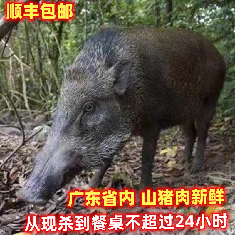 顺丰野猪新鲜现杀山猪肉尾巴排骨猪腰猪心扇骨煲汤焖高山放养二年