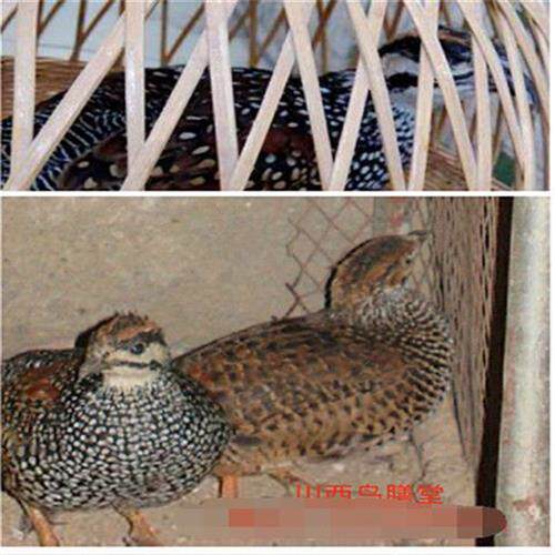 新品(鸟食鹧鸪媒鸟饲料500克鹧鸪爱吃健康毛色亮上性快叫口好