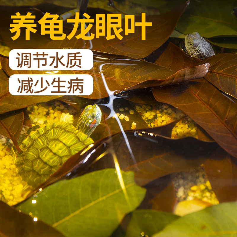 【新手养龟必备榜T0P1】龙眼叶