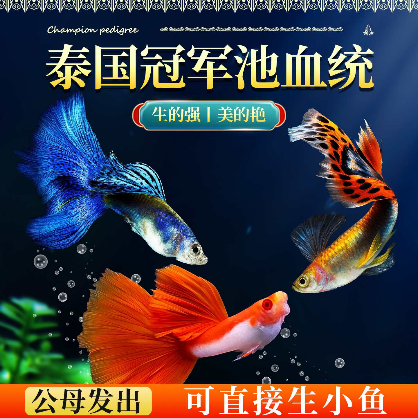 孔雀鱼缎带淡水好养热带鱼