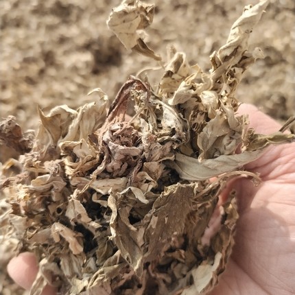 蕲艾大叶艾端午艾草头茬蕲春本地艾三年陈艾叶打艾绒原料泡澡艾包