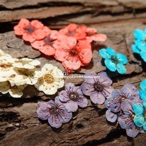 小水仙花小星花迷你干花压花手作DIY干花滴胶手工材料包美妆相框