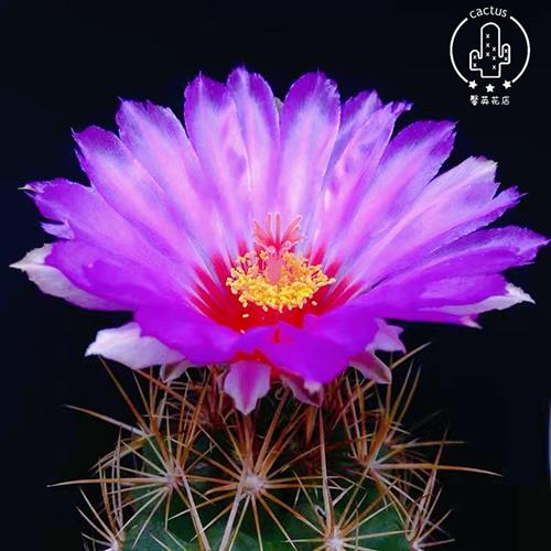 实生大统领仙人球高级多肉植物室内盆栽强刺开花仙人掌美观