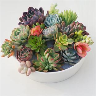 多肉植物砍头苗无根新款精品套餐桃蛋熊童子吸财树法师盆栽花卉