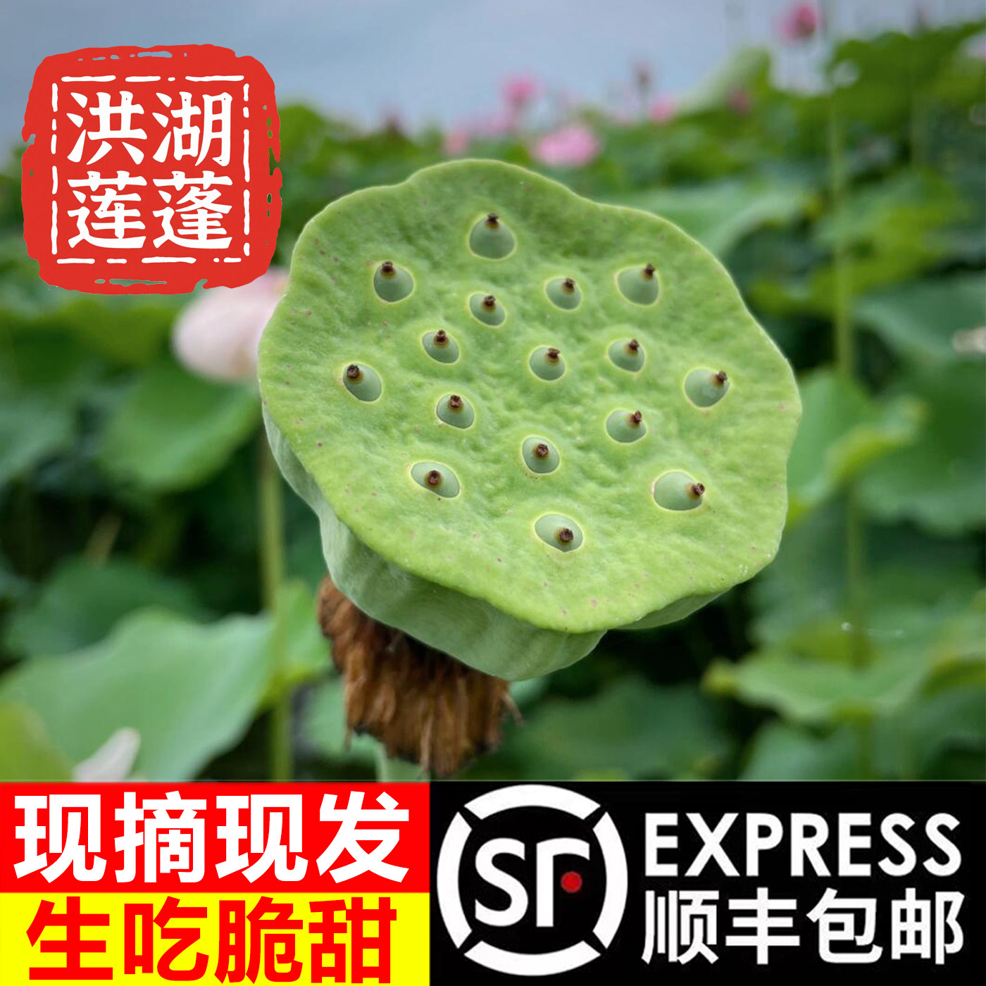 洪湖莲蓬新鲜水果莲蓬顺丰包邮