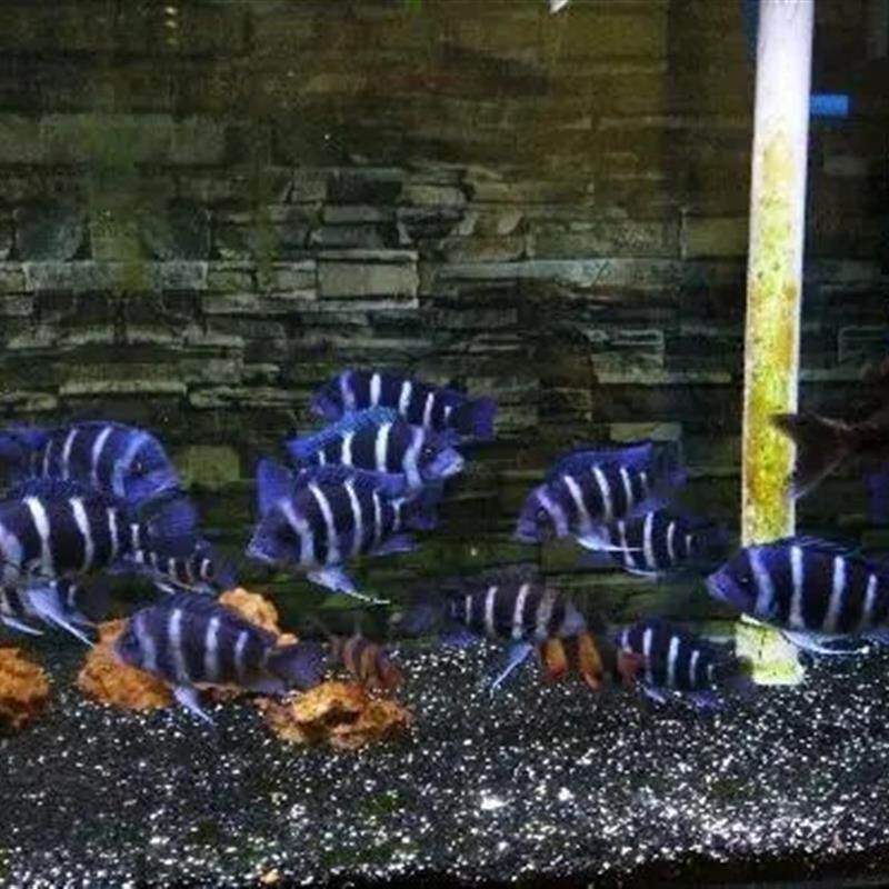 野生萨伊蓝六间鱼苗三湖慈鲷鱼观赏鱼伊巴卡布隆迪热带鱼龙鱼配鱼