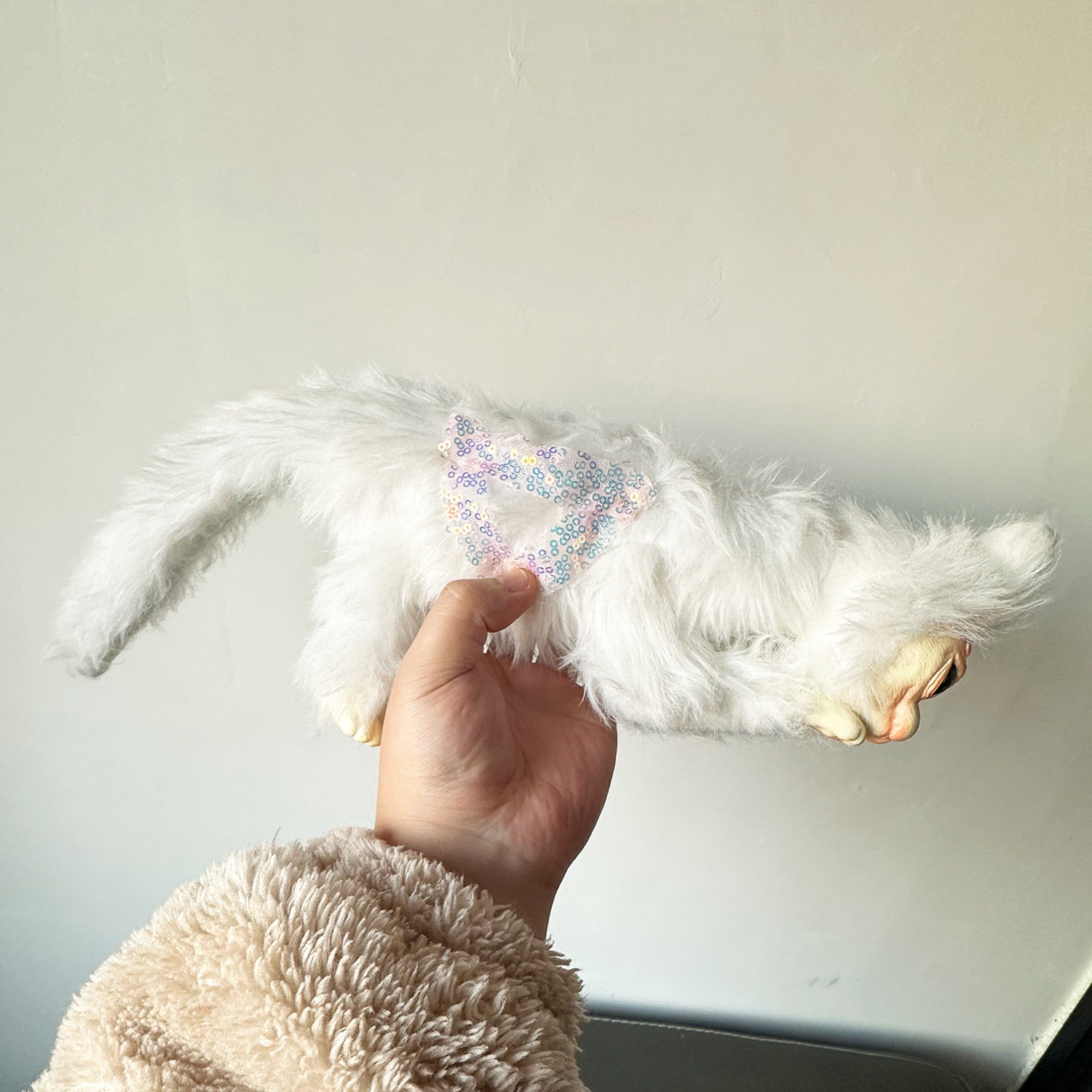 纯种布偶猫德文猫幼崽英短金渐层幼猫矮脚猫银渐层小猫咪