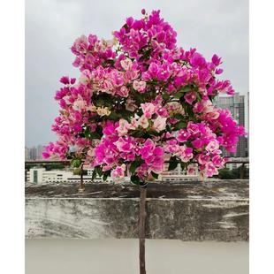开花勤花爬藤植物阳台庭院绿植观赏 漳红樱 三角梅四季