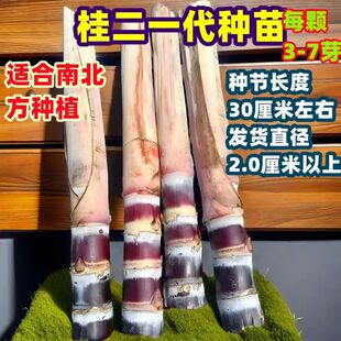 广西黑皮甘蔗苗种籽黄皮种子高产节3到5芽清甜青皮甘蔗树苗甘蔗苗