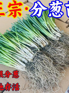 广西耐高温小香葱四季分葱苗