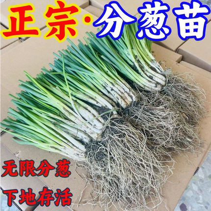 广西正宗耐高温小香葱苗分葱苗带四季根苗盆栽批发农田蔬菜种植