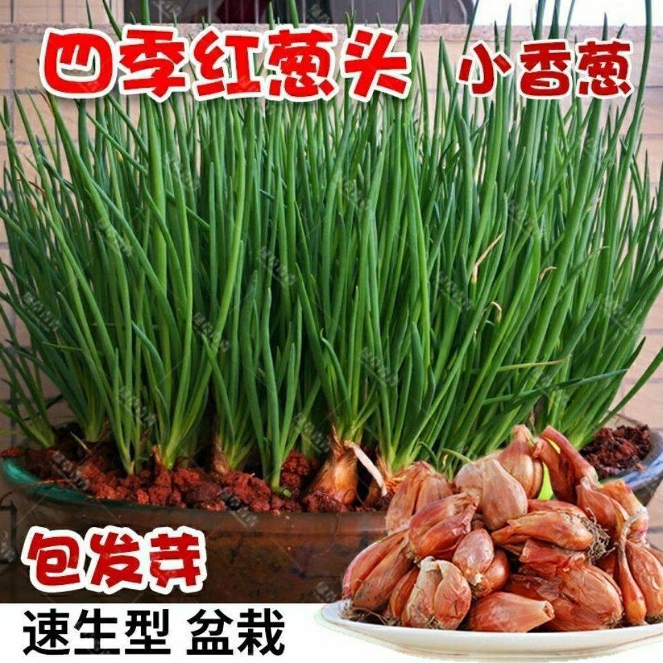正宗四川火葱头红葱头小香葱红皮葱浓香四季可吃盆栽阳台发芽快速