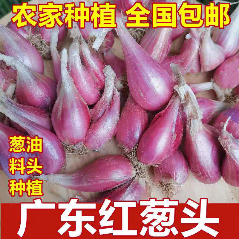 广东小香葱红葱头可种植熬油食用