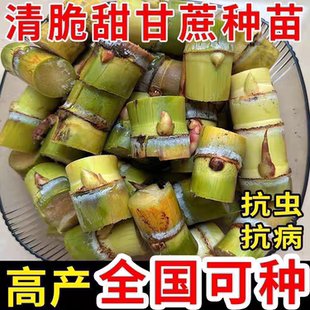 正宗黄皮黄金脆皮甘蔗高产新鲜广西黄皮水果青皮南北薄皮种苗可种