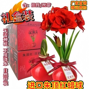 朱顶红蜡球封蜡重瓣朱顶红种球四季开花植物室内阳台绿植盆栽好养