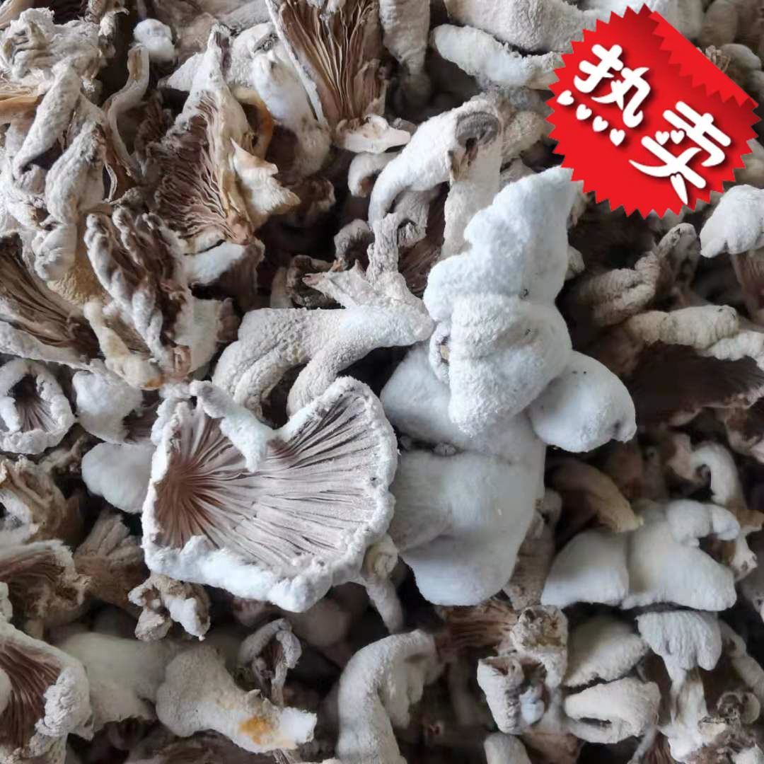 白参菌云南特产德宏干货食用菌景颇味舂菜拌菜炖汤炖鸡蛋雪莲菌