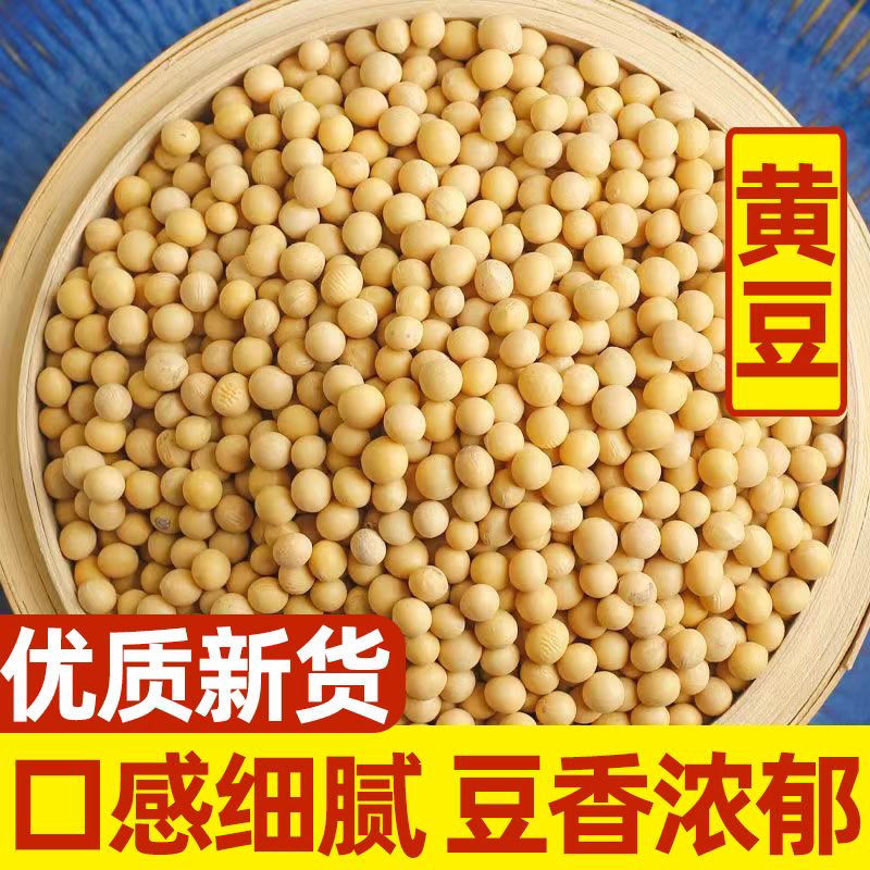 新货黄豆云南高原农家自种大豆发豆芽豆浆豆类五谷杂粮粗粮包邮