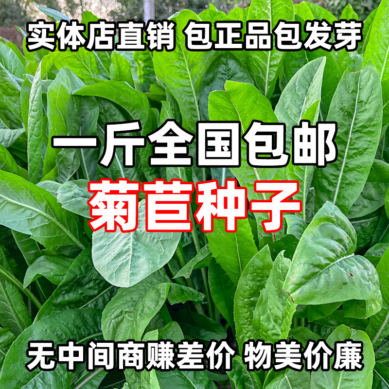 大叶将军菊苣草种籽多年生