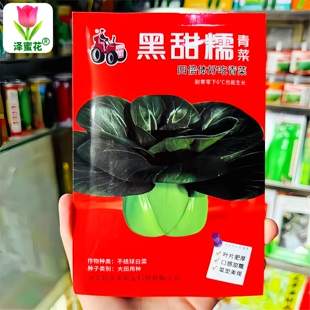 黑甜糯青菜种子四倍体好吃青菜种籽高产抗病矮棵口感甜糯四季菜种