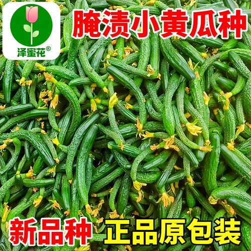 新品种腌渍小黄瓜种子正品原包装