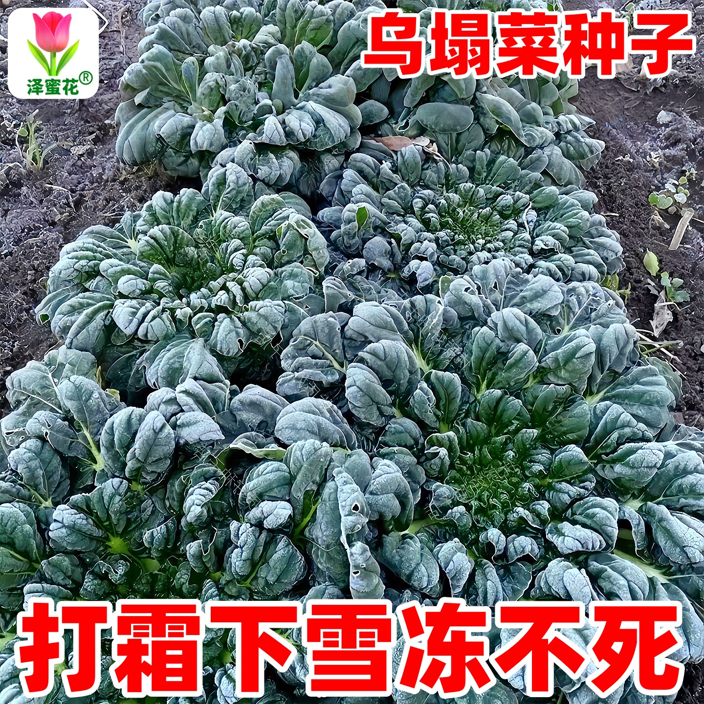 耐寒乌塌菜种子黄心乌种籽黑心乌菜籽种黄菜种秋冬季蔬菜种孑大全