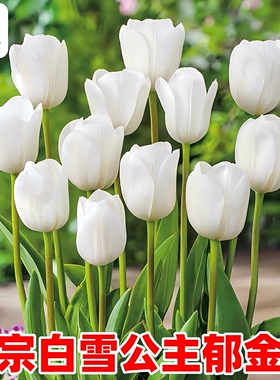 包对版白雪公主郁金香种球纯白色进口大球阳台盆栽球根花卉花种子