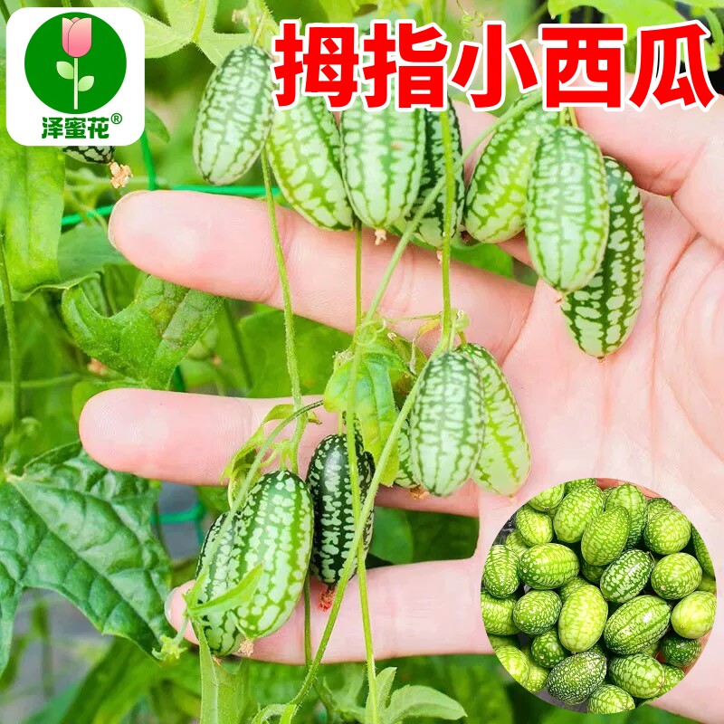 拇指西瓜种子迷你手指小西瓜种籽黄瓜种子阳台盆栽水果蔬菜种子孑