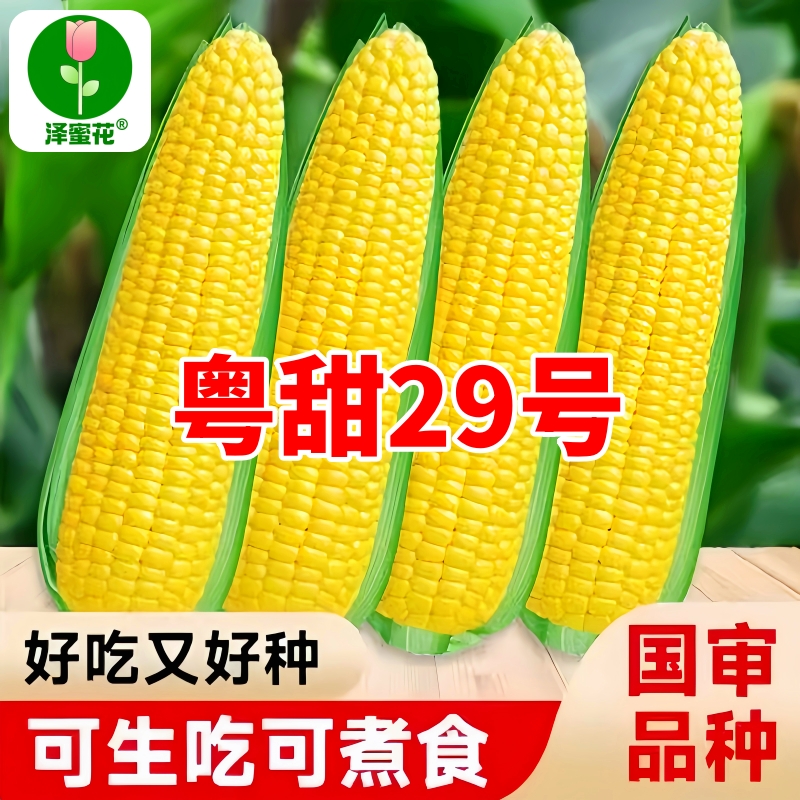 粤甜29号玉米种籽超甜高产水果玉米种子脆甜糯糯米春季杂交种孑