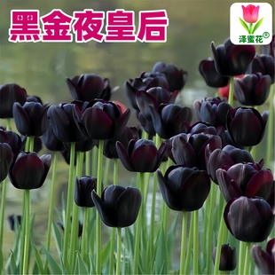 进口夜皇后黑色郁金香种球稀有品种水培植物紫色郁金香花种子耐寒