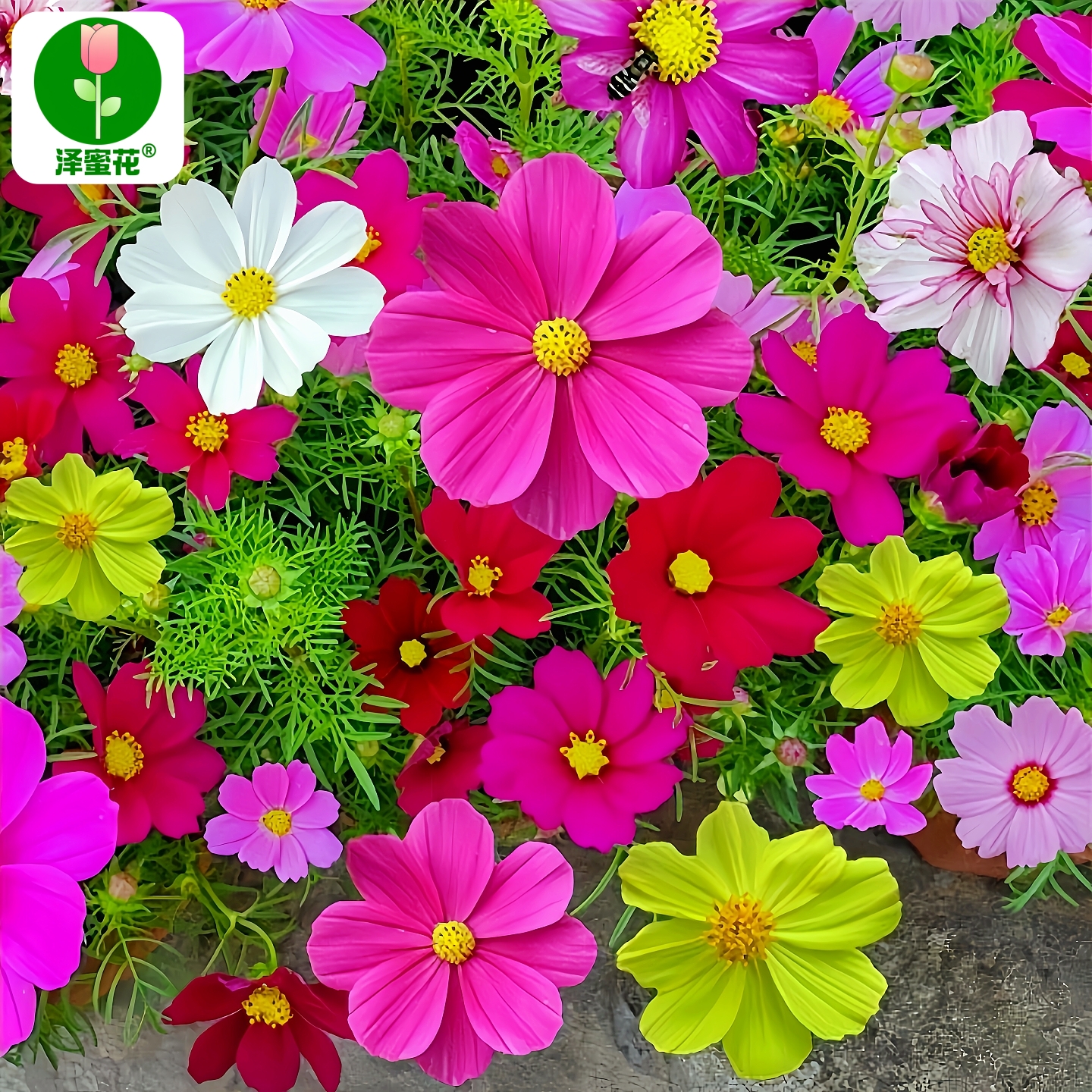 波斯菊格桑花驱蚊菊花种子易成活