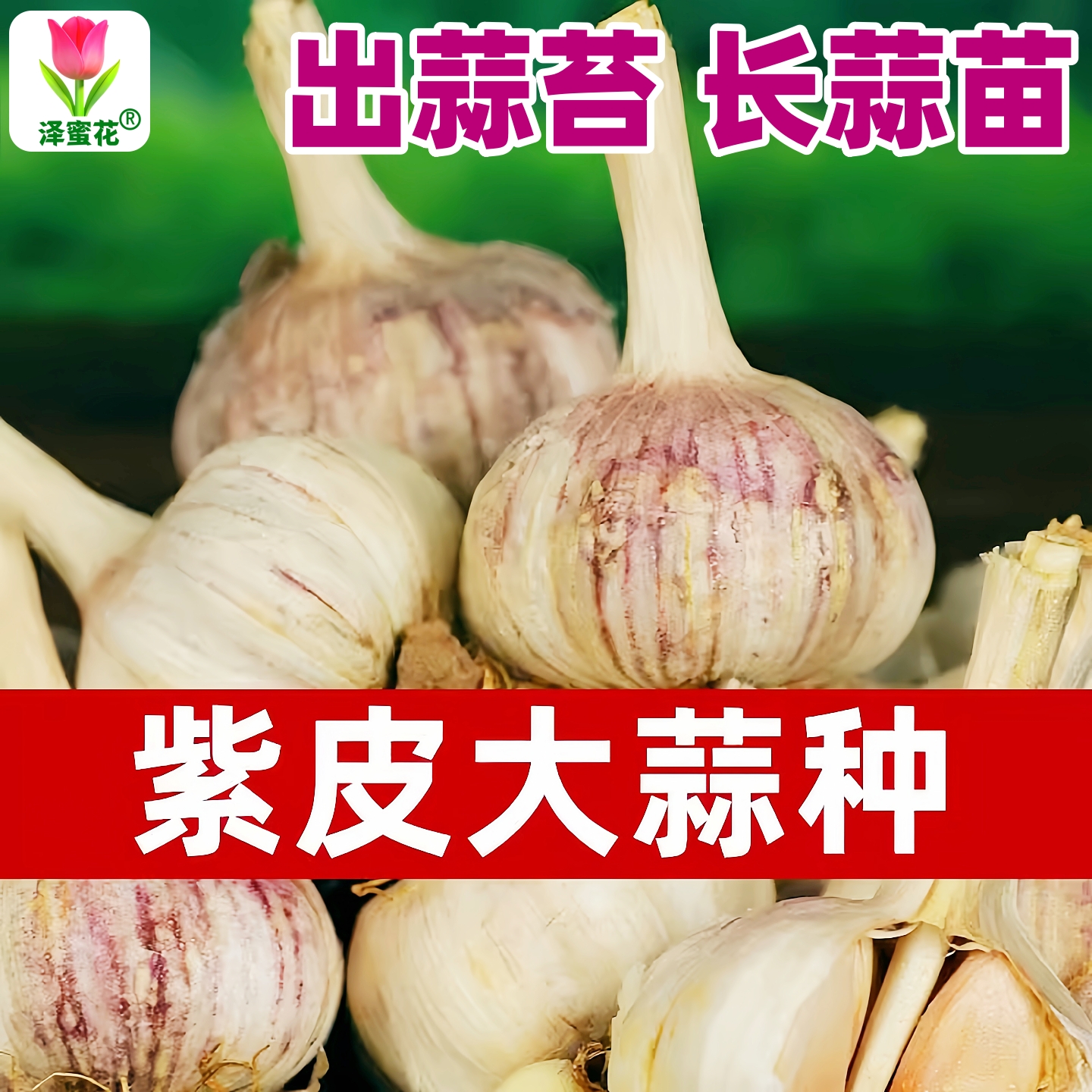 正宗山东紫皮小蒜瓣红根蒜苗种子