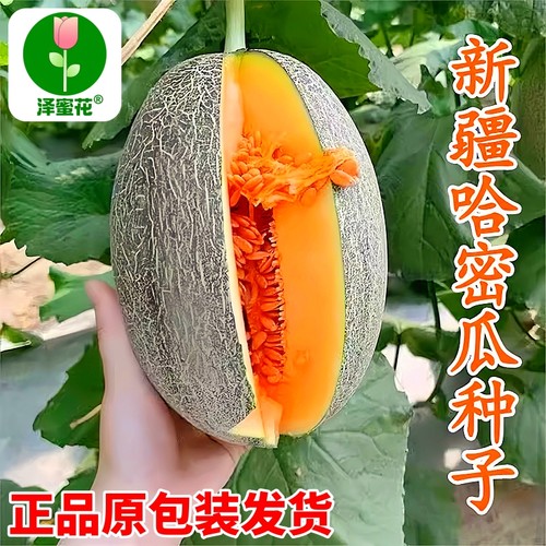 正宗新疆哈密瓜种子正品原包装