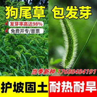 狗尾巴草种子孑野草种杂草种籽狗尾草种耐旱绿化观赏草籽护坡牧草