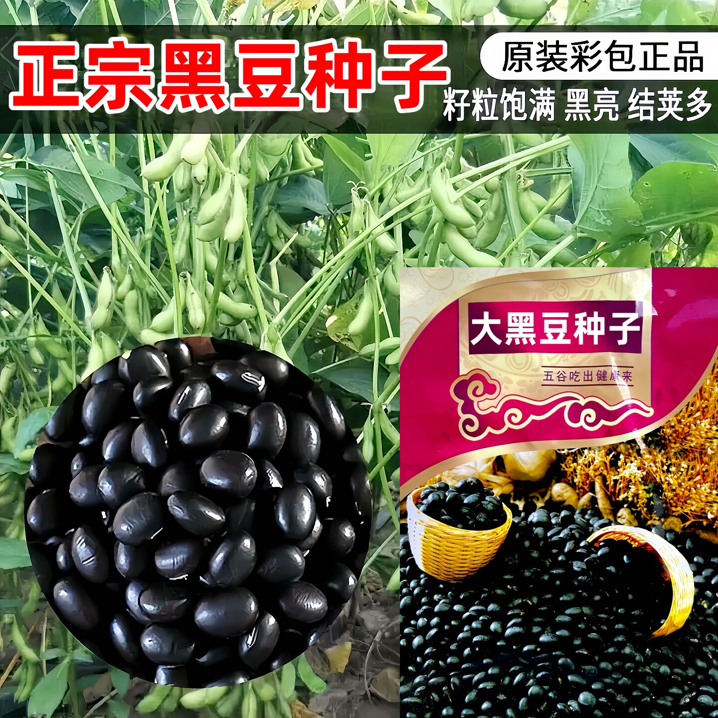 正宗大黑豆种子正品保障原厂包装图片