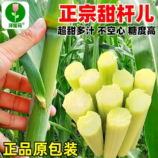 超甜甜杆种子春夏秋四季 播甘甜多汁水果甜高粱杆籽北方小甘蔗孑