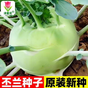 天津青苤蓝种子生吃水果绿苤蓝四季春秋栽培球茎甘蓝种子蔬菜种子