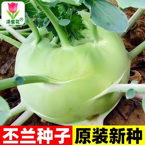 正宗苤蓝种子可生吃原装新种子