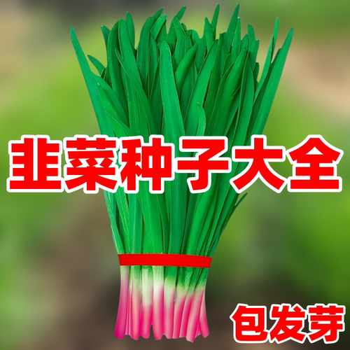 紫根宽叶韭菜种子大全正品包发芽