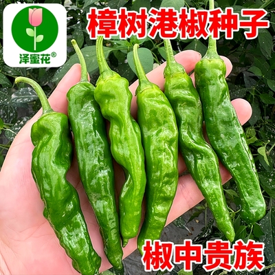 正宗樟树港辣椒种子正品原包装