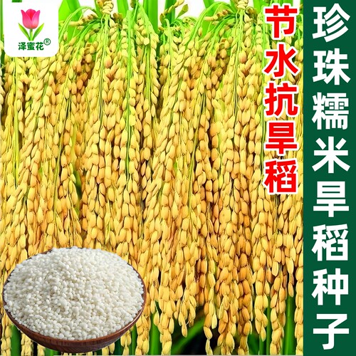 圆粒珍珠糯米旱稻种子国审品种