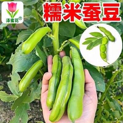 香甜软糯蚕豆种子七星大蚕豆种籽