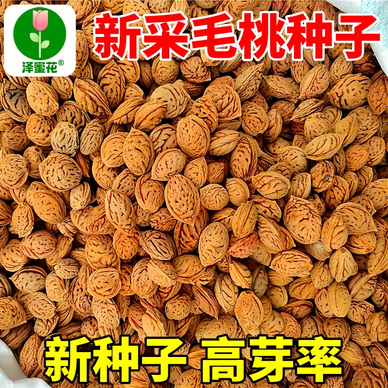 当季新采毛桃种子厂家批发包发芽