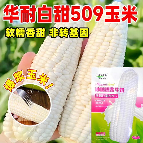 华耐白甜509冰糖爆浆水果玉米种