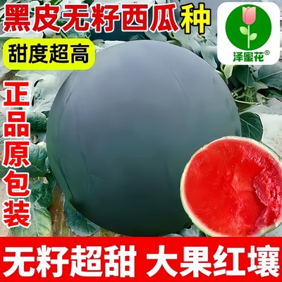 正品原包装黑皮无籽三倍体西瓜种