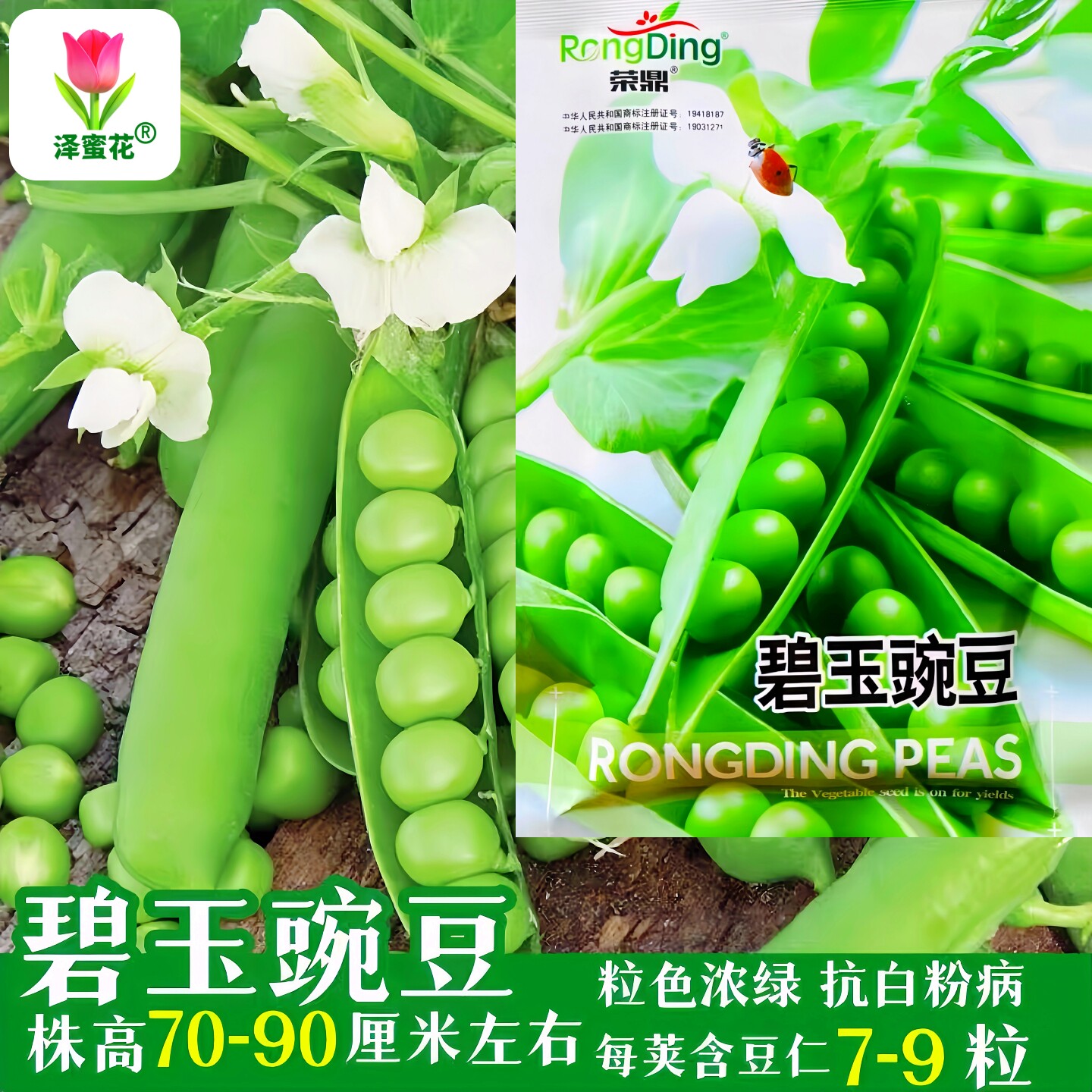 碧玉豌豆种子耐寒高产抗病青豌豆甜脆水果豌豆种籽秋冬季蔬菜种孑