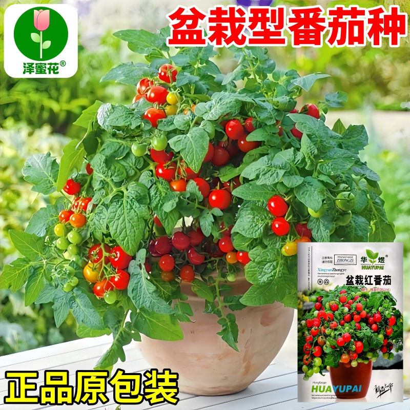 矮生盆栽型小番茄种子正品原包装