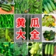 水果黄瓜种子大全高产旱黄瓜满地爬玉女黄瓜秧苗阳台盆栽蔬菜种籽