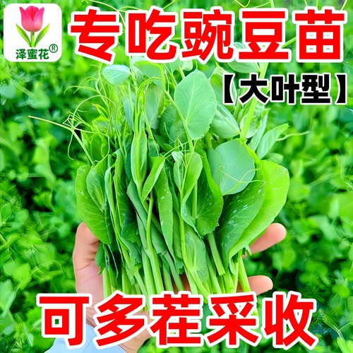 正宗豌豆苗种子大叶型专吃豌豆尖