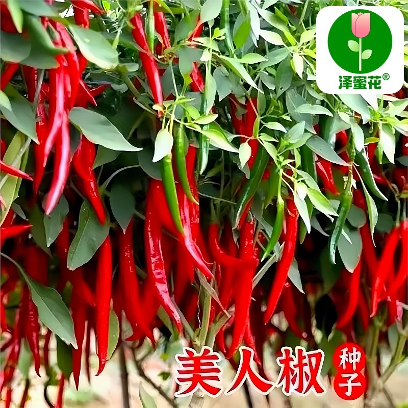 正宗摘不败美人椒种子大树红尖椒红辣椒种子特香辣四季盆栽菜种籽,鲜花速递/花卉仿真/绿植园艺,家庭园艺种子,淘宝优惠券,粉丝福利购,淘宝优惠卷