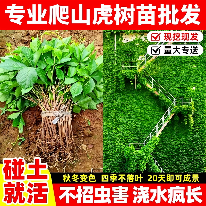 爬山虎树苗批发基地现挖现发包活
